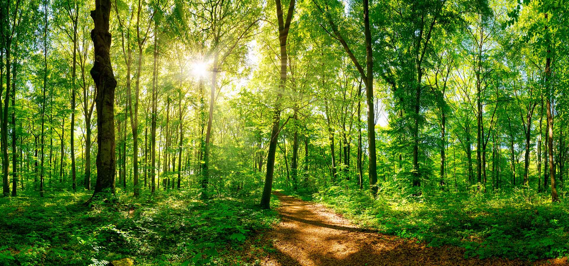 Wald und Wege Headerbild